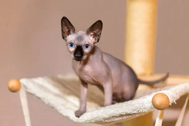 Young colourpoint sphynx cat on scratching post. This special cat is at about a half year old. It has beautiful blue eyes and because it lacks fur or hair it looks very skinny. The pet has large pointed black ears and a black nose.