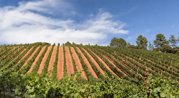 Photo of View of vineyards landscape in summer.