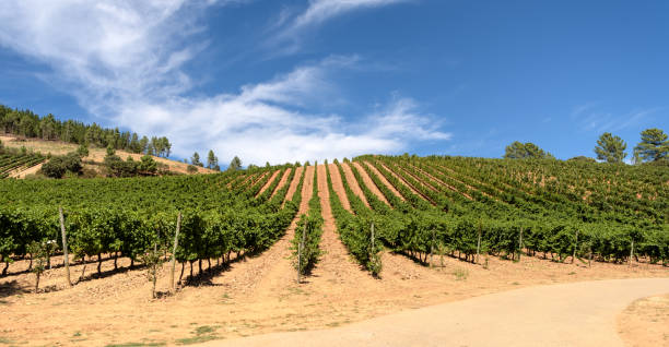 istock View of vineyards landscape in summer. 863158218