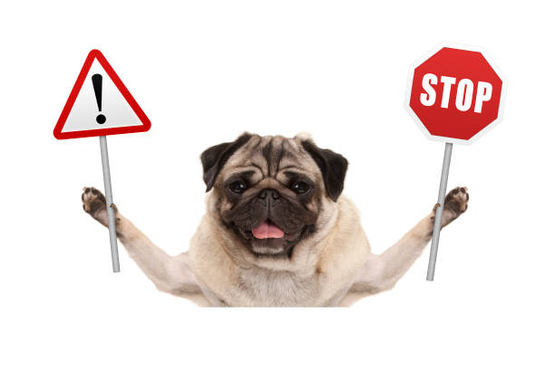 Cute pug dog with funny face .