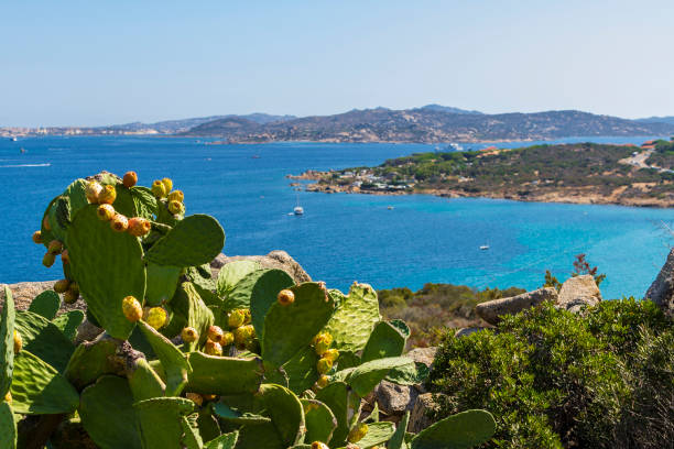View of the sea between figs of india near Palau (Sardinia, Italy). stock photo