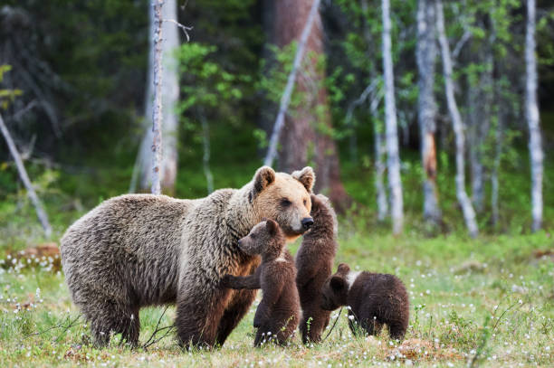 istock Female brown bear and her cubs 863158890