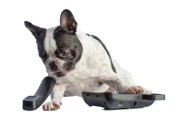 istock French bulldog with phone 863167962