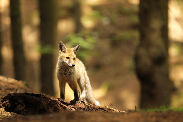 istock Red fox vixen stay on log - Vulpes vulpes 863170912