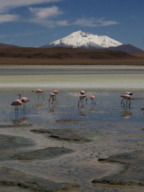 istock Bolivian Altiplano 863176472