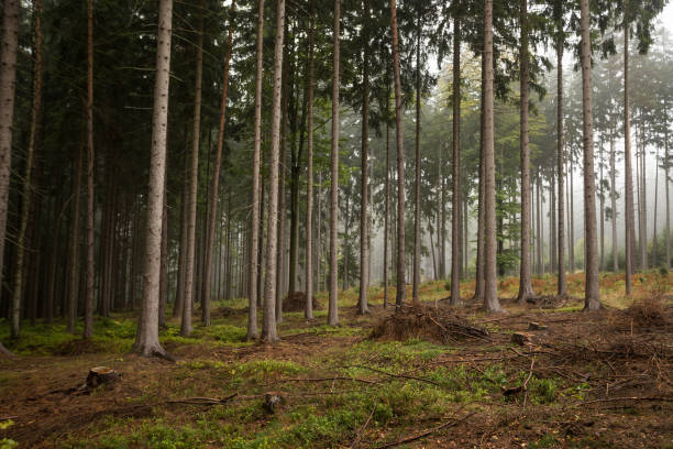 istock coniferous forest in the czech republic 863176822