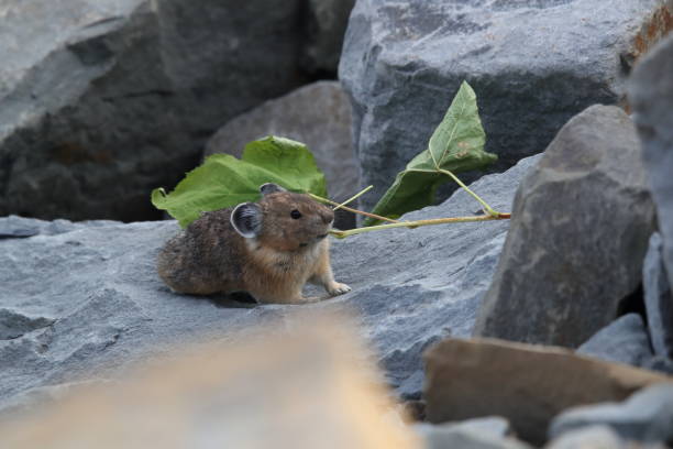 istock Pika Glacier NP Montana USA 863177340