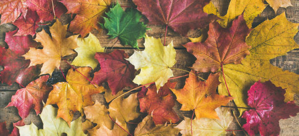 istock Flat-lay of colorful fallen maple leaves, top view 863182242