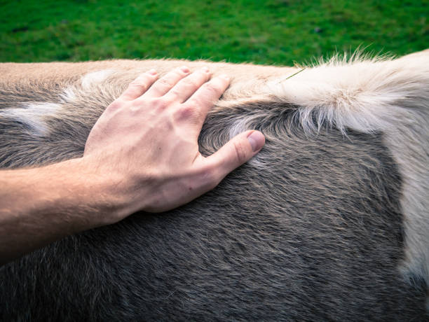 istock Male hand petting a cow. 863187330