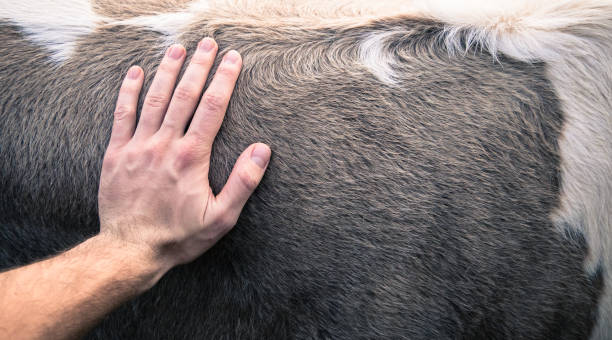 istock Male hand petting a cow. 863187562