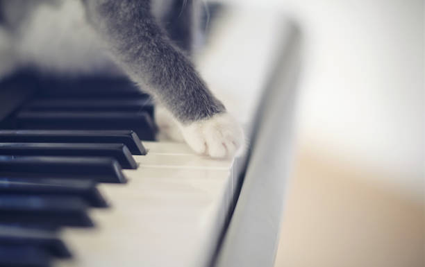 paws of a cat on synthesizer keys. - shorthair cat audio imagens e fotografias de stock