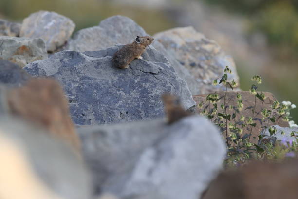 istock Pika Glacier NP Montana USA 863191000