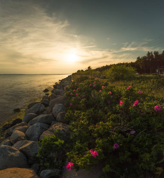 istock stony shore seaweed in the water 863197490