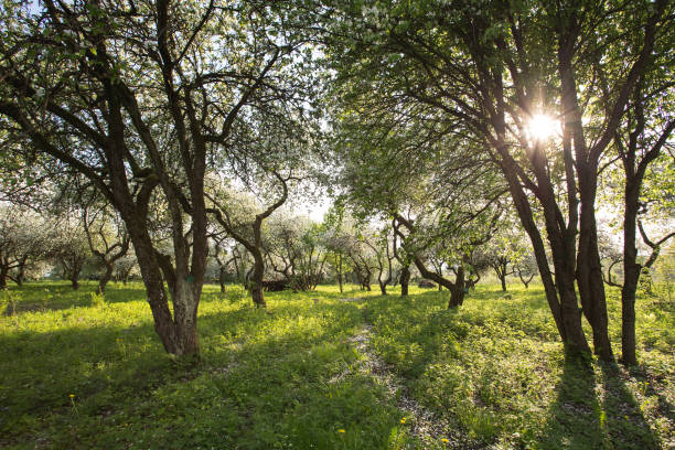 istock apple orchard, flowering trees in the sunlight 863209104