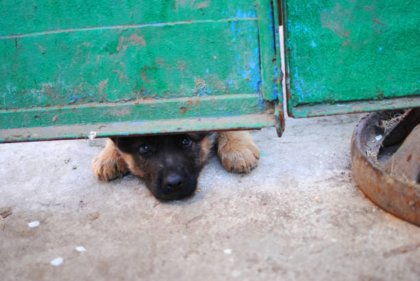 istock dog - man's best friend 863211092
