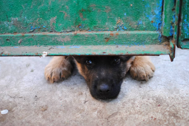 istock dog - man's best friend 863212694