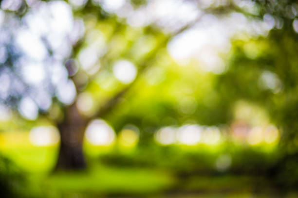 istock Nature park background green bokeh 863214966
