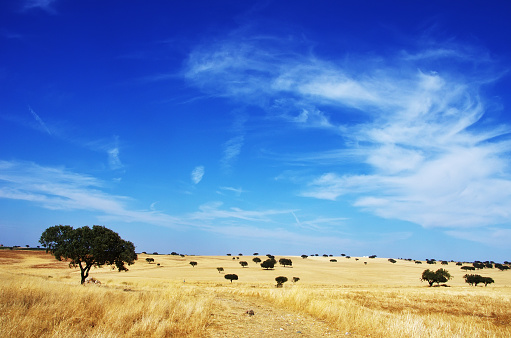 landscape. Alentejo region, south of Portugal