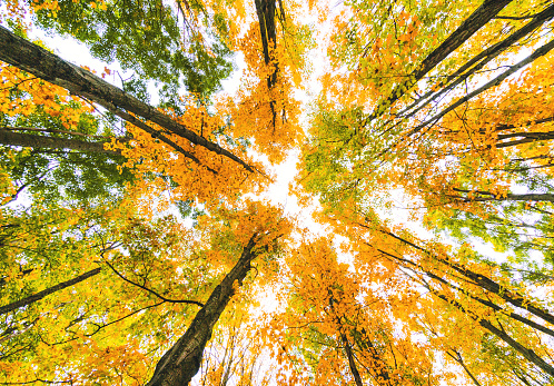 autumn tree low angle view in new england