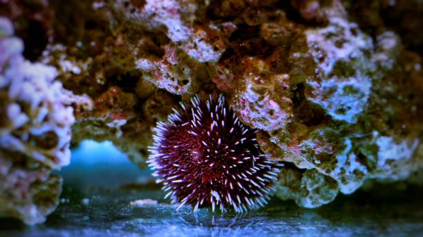 istock Aegean sea urchin 863240058