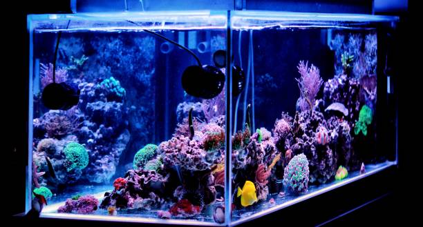 istock Dream saltwater coral aquarium 863240118