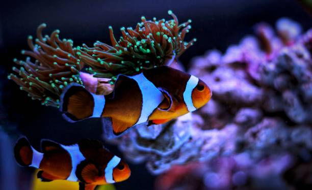 istock Real nemo. The most popular saltwater fish in reef aquarium tank 863240138