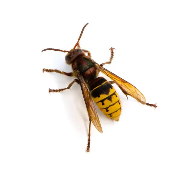 Top view of European Hornet (Vespa crabro) on a white background