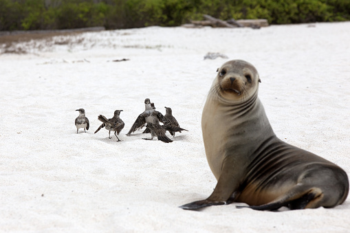 a sea lion on the beach with a group of mockingbirds in the background.