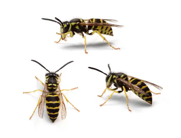 Group of Eastern Yellowjacket worker wasps (Vespula maculifrons) isolated on a white background