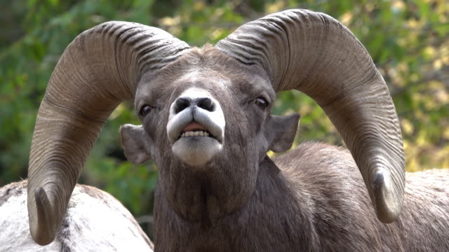 3,090 Ram Animal Stock Videos and Royalty-Free Footage - iStock | Ram animal  horns