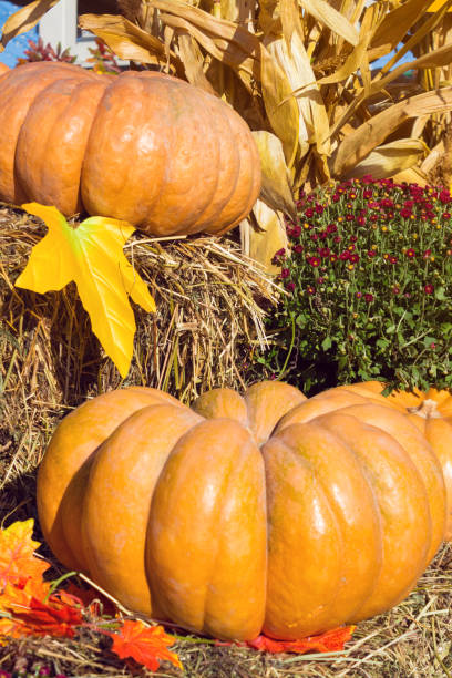 istock Autumnal decoration with pumpkins 863251734