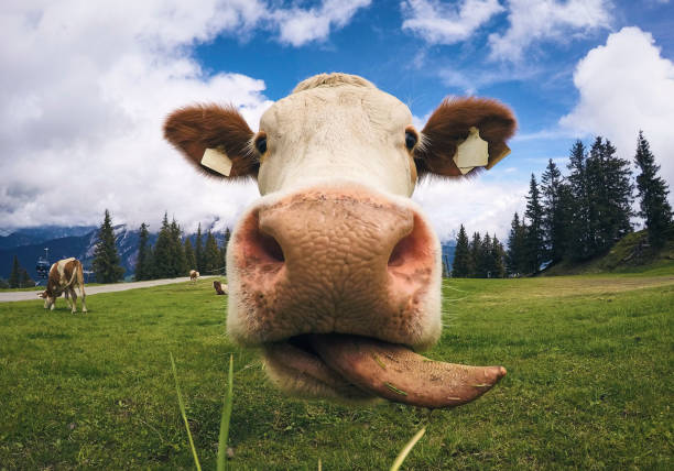 Happy cow in a green field with other cows in the alps