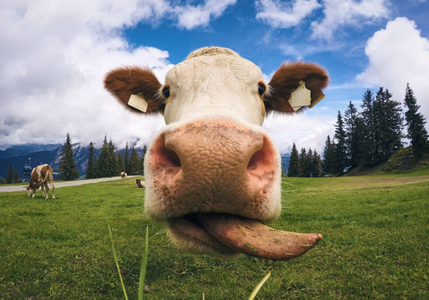 Austrian Cow licking its lips and starring at the camera stock photo