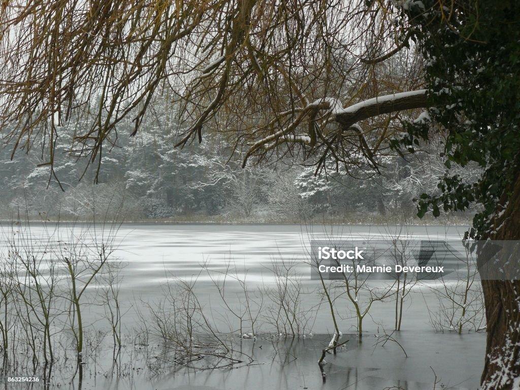 Frozen lake at Bramshill A frozen lake in winter at Bramshill Police Training College, Hampshire. Snow-covered trees and branches frame the water. Bare Tree Stock Photo