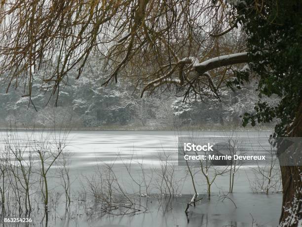 Frozen Lake At Bramshill Stock Photo - Download Image Now - Bare Tree, Branch - Plant Part, Frozen
