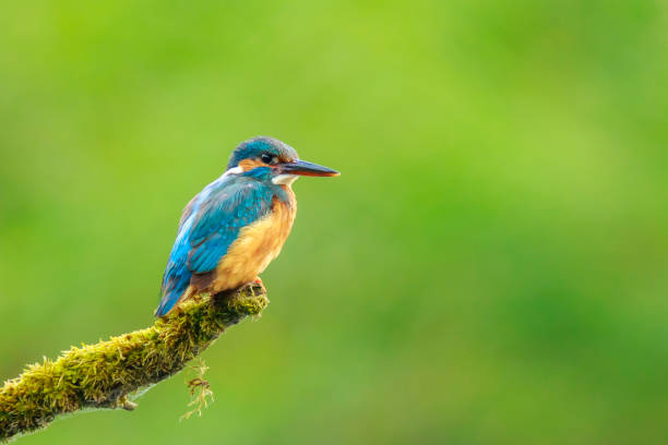 istock Close up of a Kingfisher Alcedo atthis 863257078