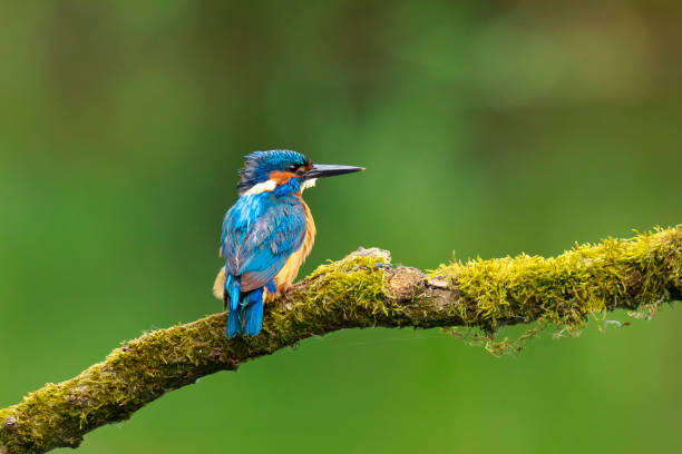 istock Close up of a Kingfisher Alcedo atthis 863257104
