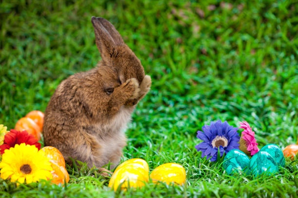 Easter Egg stock photo