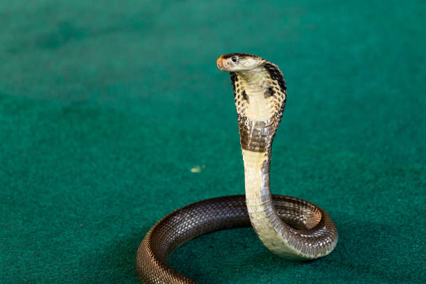 royal cobra close-up with hood - snouted imagens e fotografias de stock