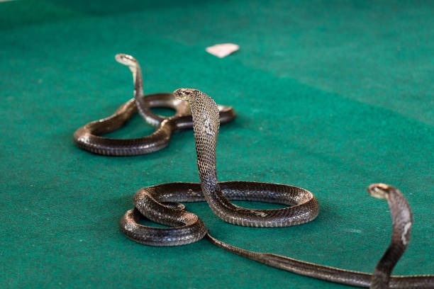 Aggressive snake Coelognathus radiatus commonly known as the radiated ratsnake biting a finger
