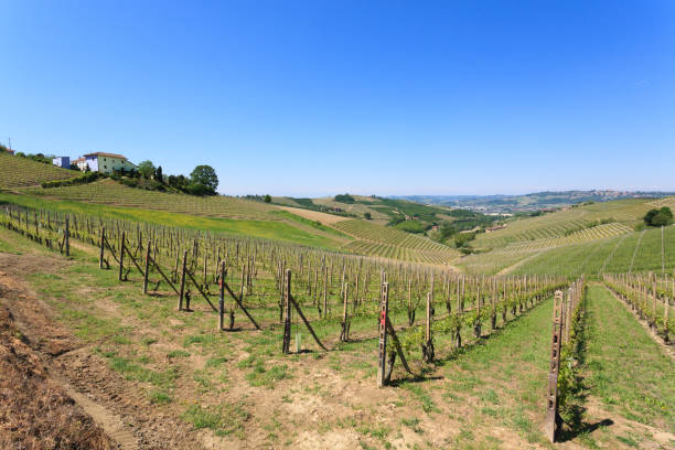 istock Landscape with vineyards from Langhe,Italian agriculture 863264306