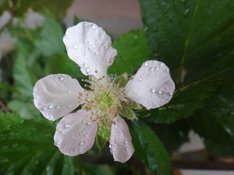 Blackberry or broad-leaf bramble - Blackberry, wild blackberry complex, shrubby blackberry, european blackberry, tempu rengat, broad-leaf bramble, malayan bramble,  black heg, raspberry, akar kupur or duri berumbet - The Rubus fruticosus is an edible soft fruit, consisting of a cluster of soft purple-black drupelets.