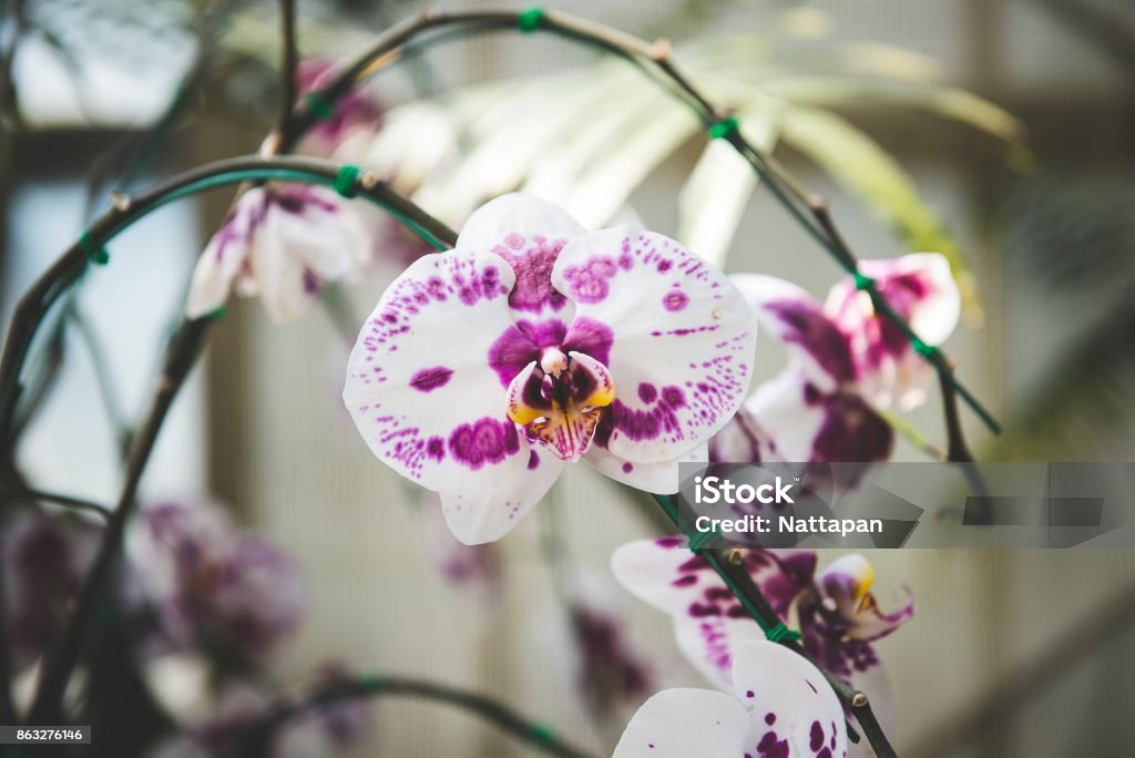 Foto de Orquídea Branca Com Fundo Manchas Roxas e mais fotos de stock de  Amarelo - Amarelo, Botânica - Assunto, Botão - Estágio de flora - iStock