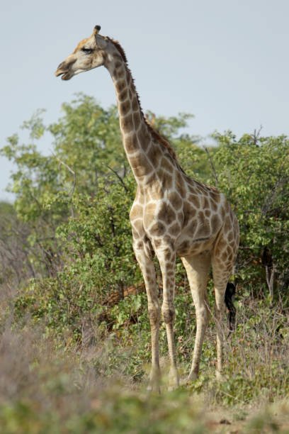 istock Giraffe in Africa 863279034