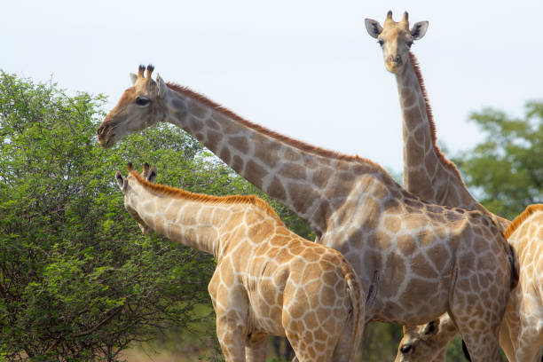 istock Giraffes in Africa 863279108