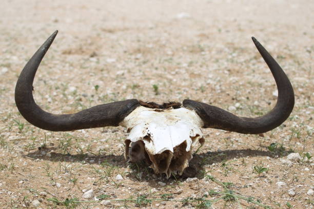 istock Skull of Wildebeest 863279160