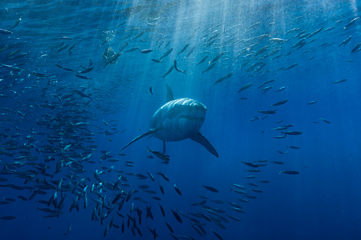 A white shark swimming through a school of mackerel in the Pacific ocean