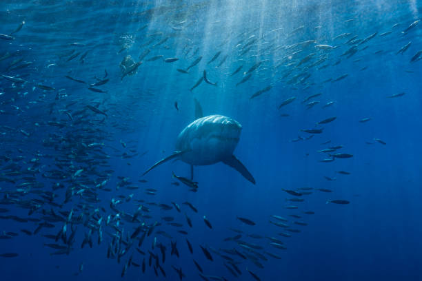Great white shark A white shark swimming through a school of mackerel in the Pacific ocean predator teeth stock pictures, royalty-free photos & images