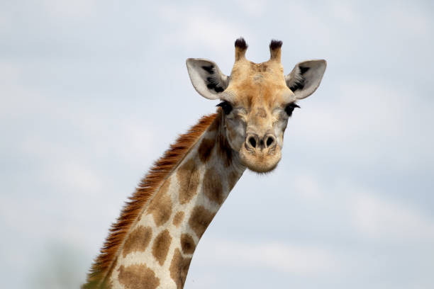 istock Giraffe in Africa grasslands 863279272