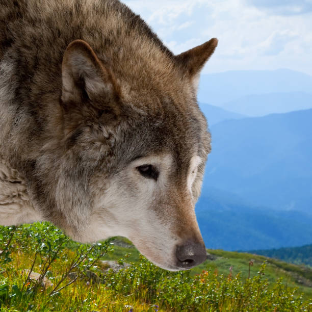istock Head of wolf  against wildness 863282484